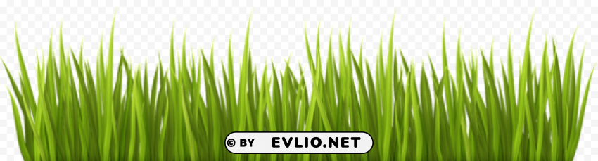 Spring Grass Transparent PNG Isolated Element