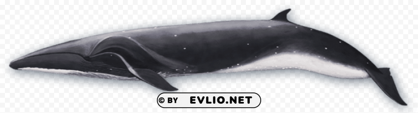 sei whale side view Isolated Graphic on Transparent PNG png images background - Image ID d2b1980e