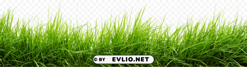 Grass Isolated Character In Transparent PNG