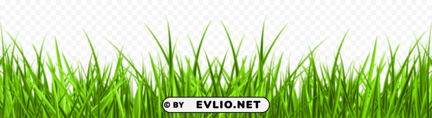 Grass Transparent PNG Isolated Illustration