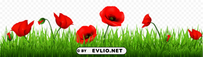 grass with beautiful poppies Isolated Design Element on Transparent PNG