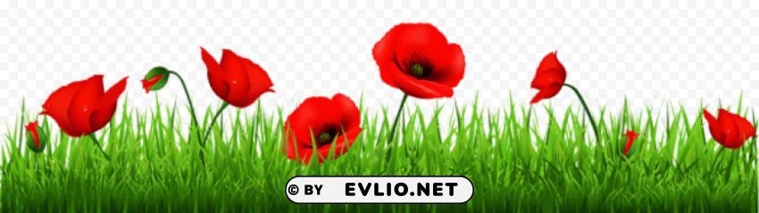 Grass With Beautiful Poppies Isolated Design Element On Transparent PNG