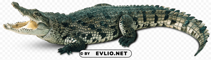 crocodile Isolated Graphic on Clear PNG