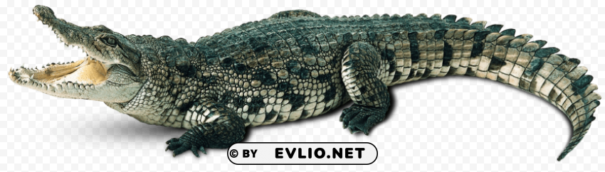 crocodile green PNG clear images