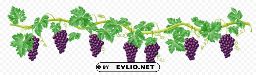 vine decorative elementpicture Isolated Item on Transparent PNG