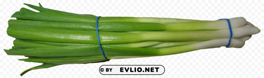 scallion green onion Isolated Artwork on Transparent Background PNG
