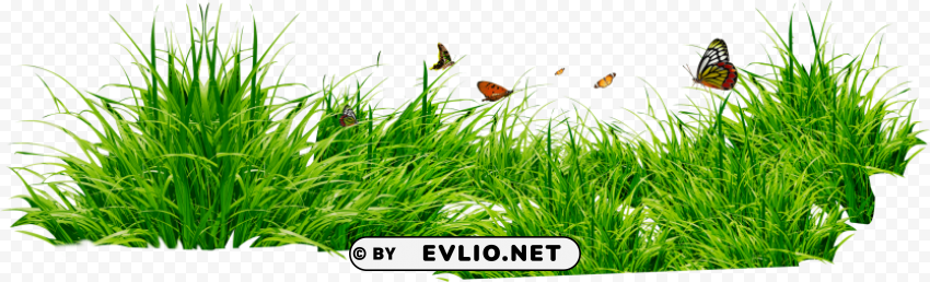 grass Isolated Artwork on Transparent PNG