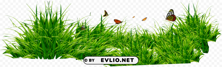 grass Isolated Character on Transparent PNG