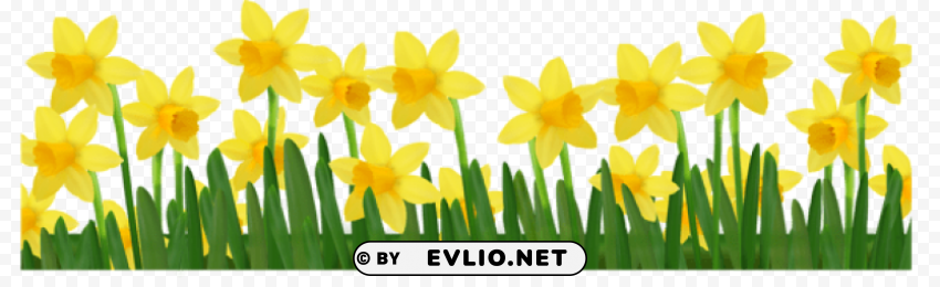 grass with daffodilspicture Isolated Item on Clear Transparent PNG