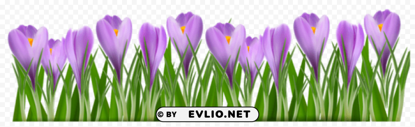 grass with crocuspicture Isolated Item on Clear Background PNG