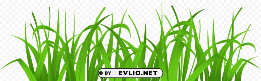 grass cover Isolated Item on Clear Background PNG