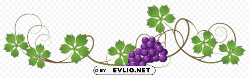 vine decorationpicture Isolated Item on HighResolution Transparent PNG