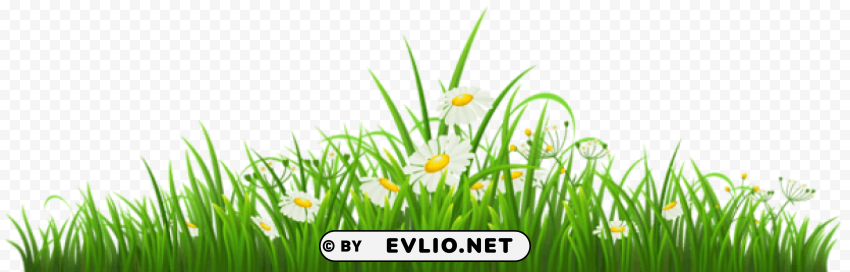 transparent grass with chamomile Isolated PNG Item in HighResolution