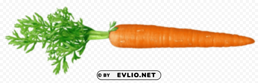 carrot Isolated Subject in Transparent PNG