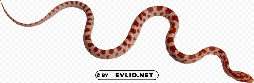 red snake PNG Image with Clear Background Isolated