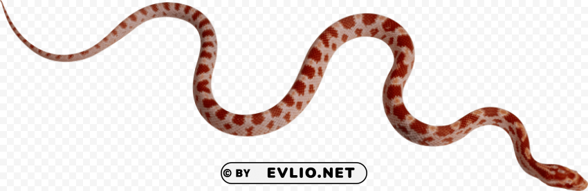 vipers free s PNG with transparent bg