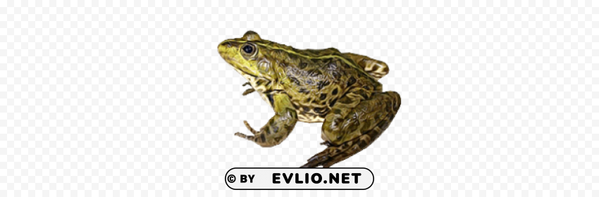 frog Isolated Item with Transparent PNG Background