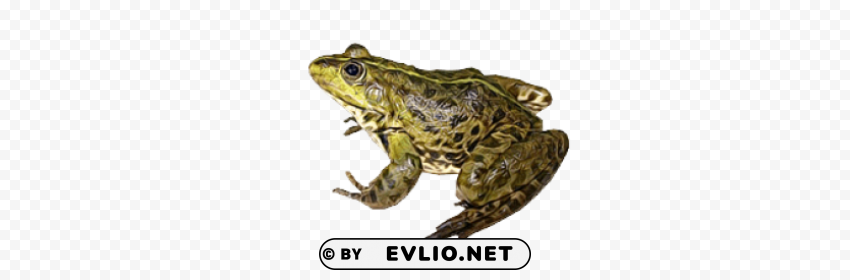 frog Isolated Item with Transparent PNG Background png images background - Image ID d337fa46