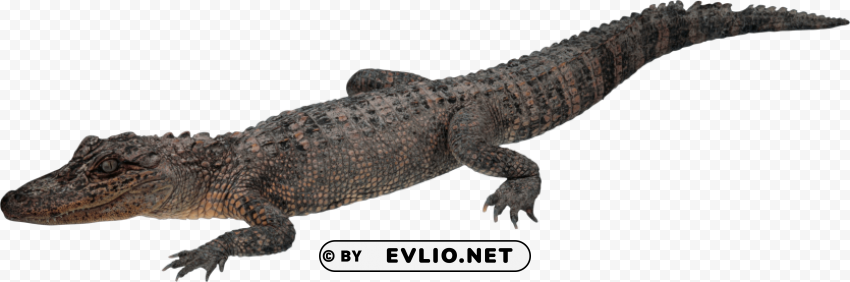 crocodile Isolated Graphic with Transparent Background PNG