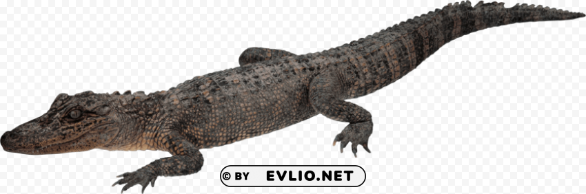 Crocodile Walking PNG Design Elements