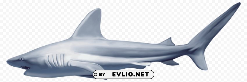 realistic shark Clear background PNG clip arts clipart png photo - 1fdbc4b9