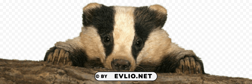 baby badger PNG Image Isolated with Transparent Detail