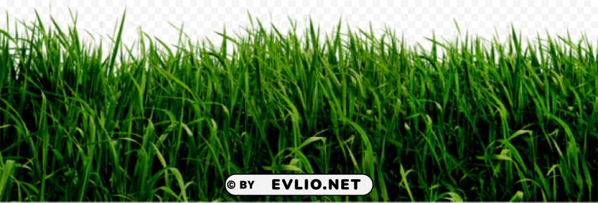 grass PNG images with no royalties