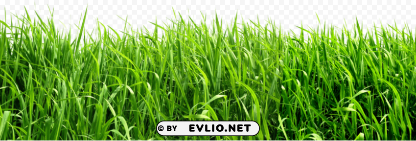grass HighResolution PNG Isolated Artwork