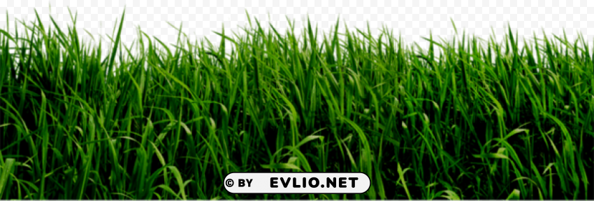 PNG image of grass Transparent PNG images wide assortment with a clear background - Image ID 5ef24424