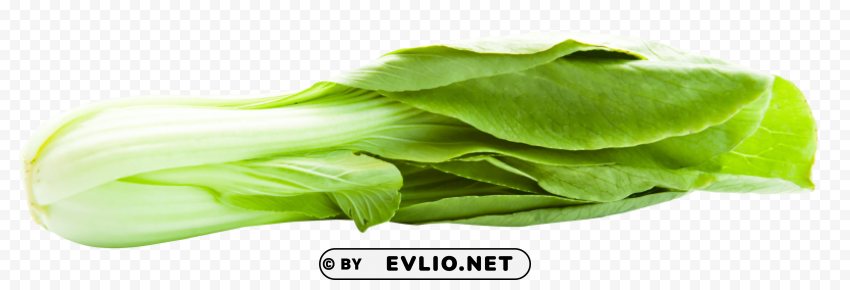 Bok Choy Isolated Subject On HighQuality PNG