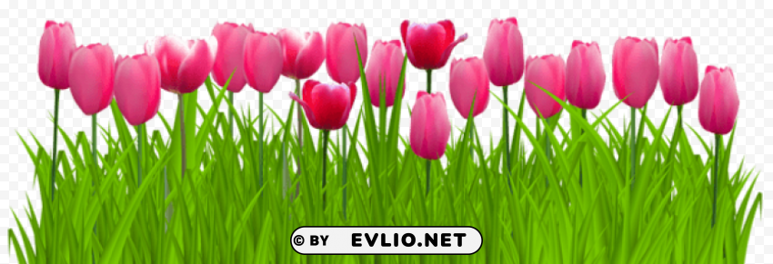 grass with pink tulips Isolated Design in Transparent Background PNG