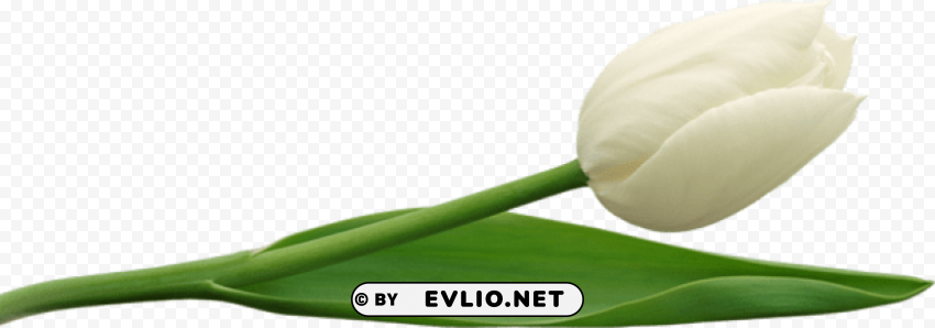 PNG image of large white tulip Isolated Subject in HighResolution PNG with a clear background - Image ID 5448c893