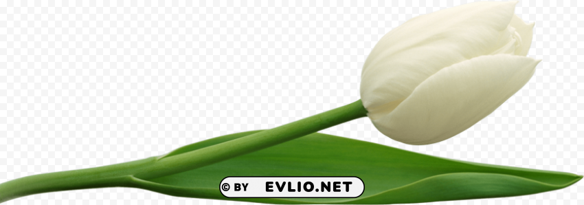 PNG image of tulip PNG images with transparent layering with a clear background - Image ID d54d89ff