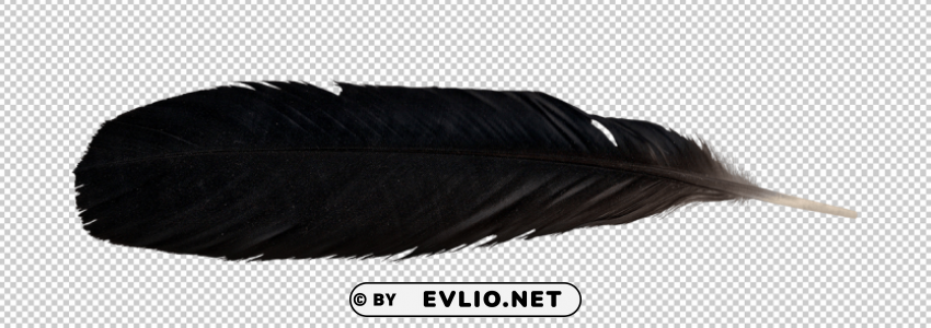 feather PNG with clear background extensive compilation png images background - Image ID 1672cc88