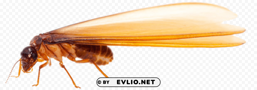 termite Free download PNG images with alpha transparency png images background - Image ID a25cb27f