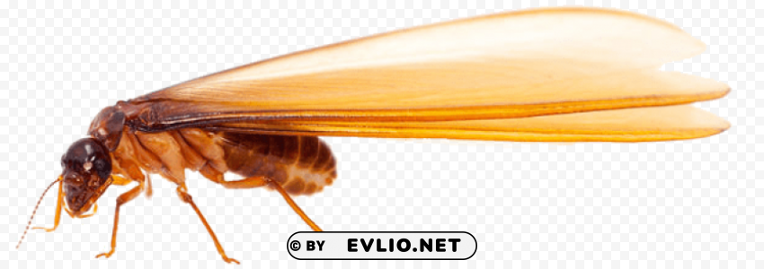 Termite Free Download PNG Images With Alpha Transparency