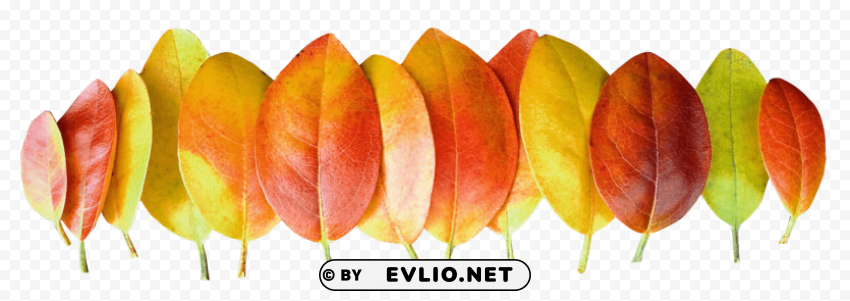 autumn leaves Isolated Graphic on HighResolution Transparent PNG