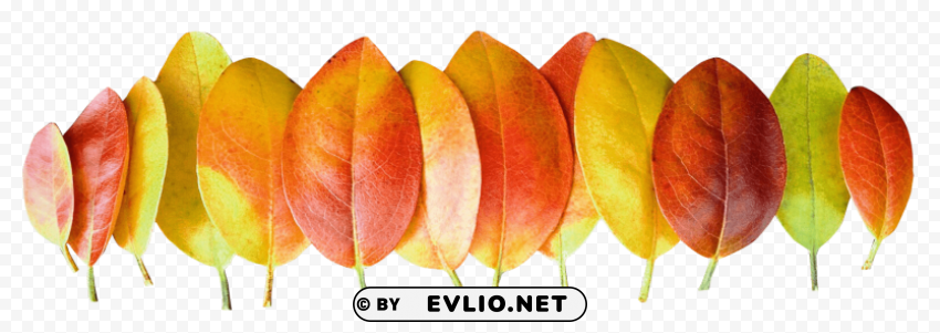 Autumn Leaves Isolated Graphic On HighResolution Transparent PNG