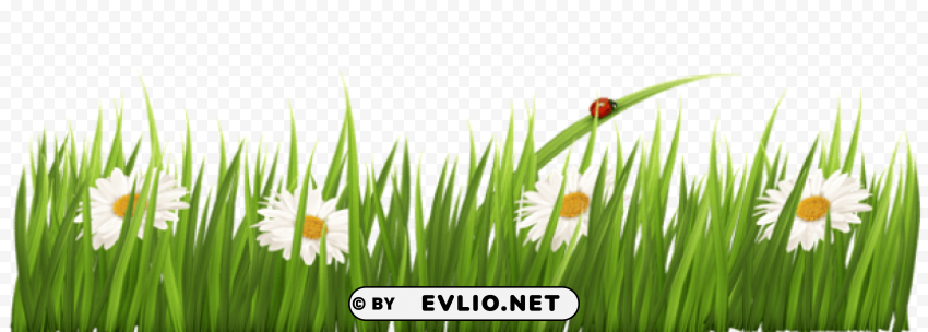 white flowers with grass Isolated Item in Transparent PNG Format