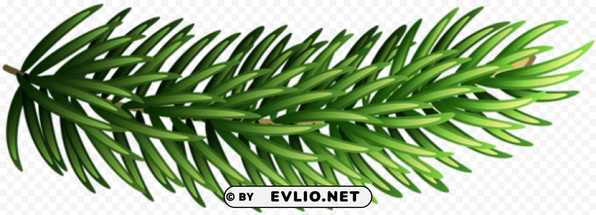 pine branch Isolated Element on HighQuality Transparent PNG