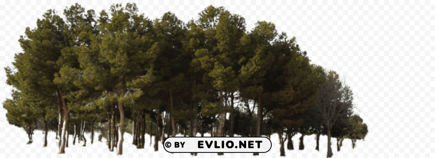 pine tree forest PNG images with transparent layering PNG transparent with Clear Background ID cbda26d2