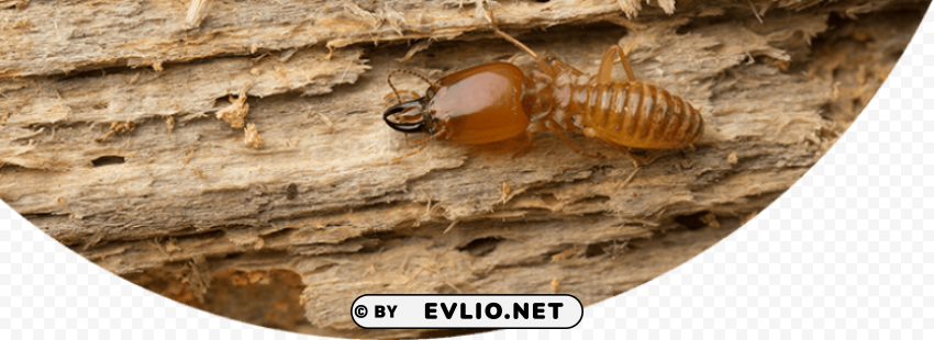 termite pic ClearCut PNG Isolated Graphic png images background - Image ID cea014e2