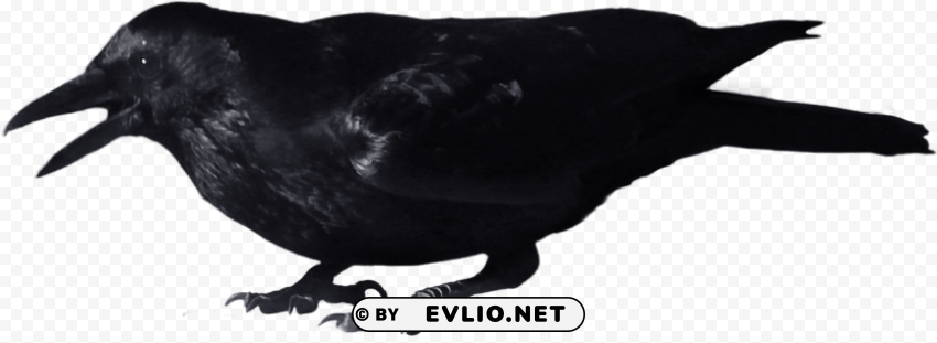 Crow Isolated Item in HighQuality Transparent PNG