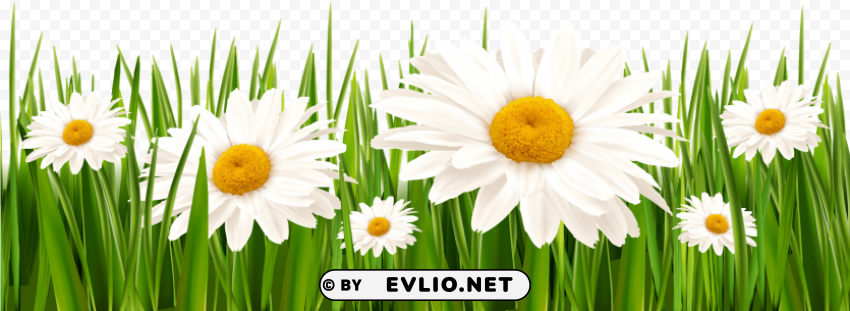 grass with white flowers HighQuality PNG with Transparent Isolation