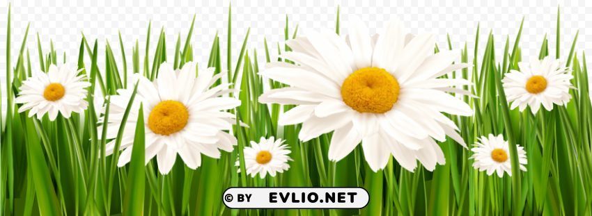 grass with white flowers HighQuality PNG with Transparent Isolation PNG transparent with Clear Background ID e3667a82