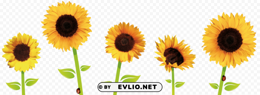 sunflowers transparent PNG photo without watermark