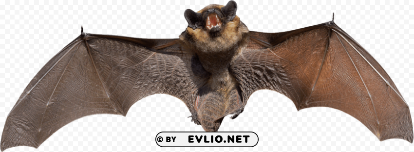 angry grey bat PNG images with alpha mask