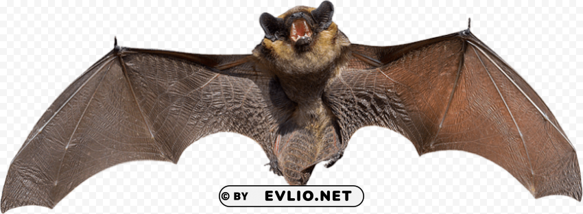 Agile Bat - High-Quality Images - Image ID 1316d4a7 Isolated Element in Clear Transparent PNG
