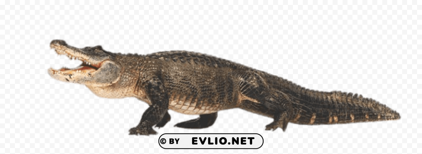caiman full body PNG image with no background png images background - Image ID d33d3acc
