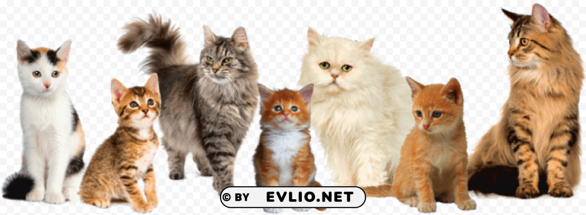cat Free PNG images with alpha channel variety